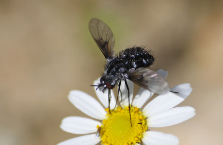 Schwarzer Wollschweber (Bombylius ater) - © Emanuel Trummer